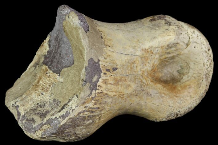 Ornithimimid Toe Bone - Alberta (Disposition #-) #96987